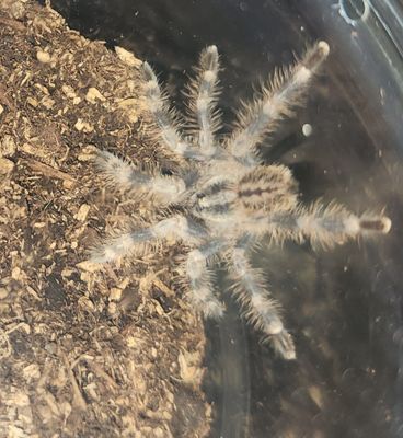 Poecilotheria Miranda