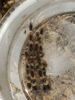 Poecilotheria Subfusca Highland *ESA SPECIES, MI SALES ONLY*