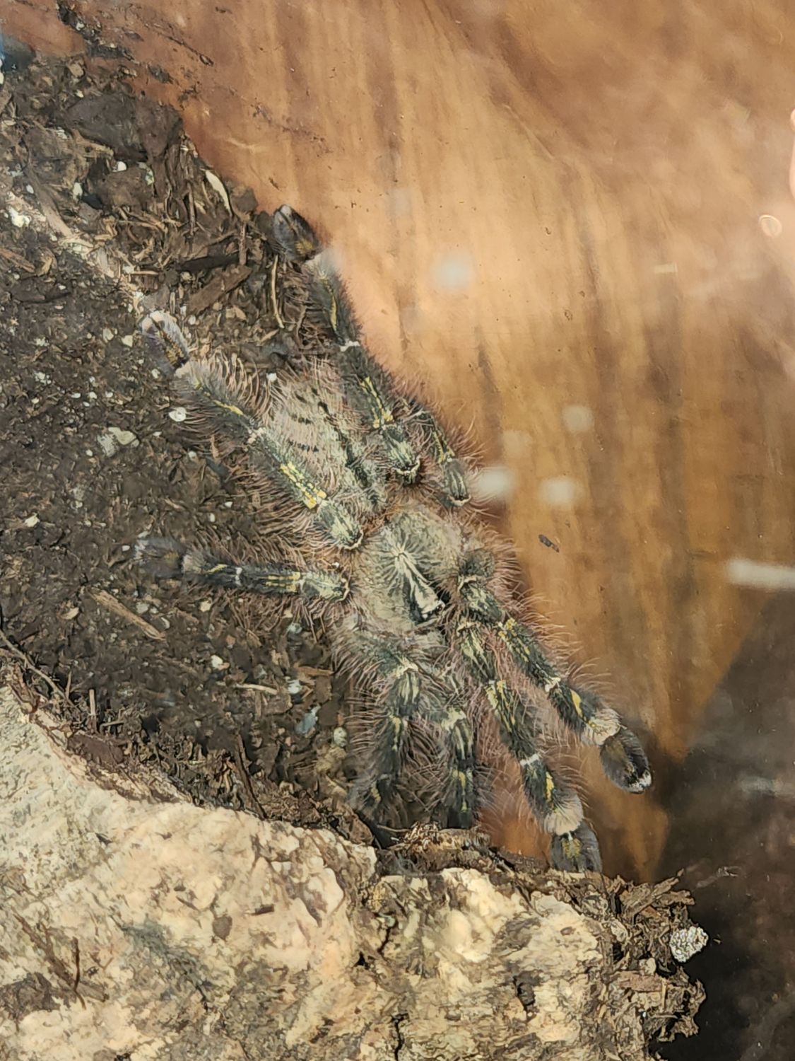 Poecilotheria Rufilata