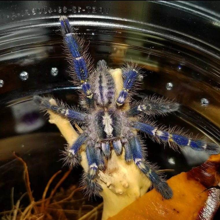 Poecilotheria Metallica