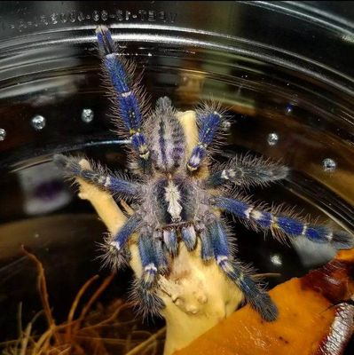 Poecilotheria Metallica