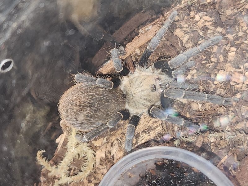 Pseudohapalopus sp. Kurzhaar-FEMALE