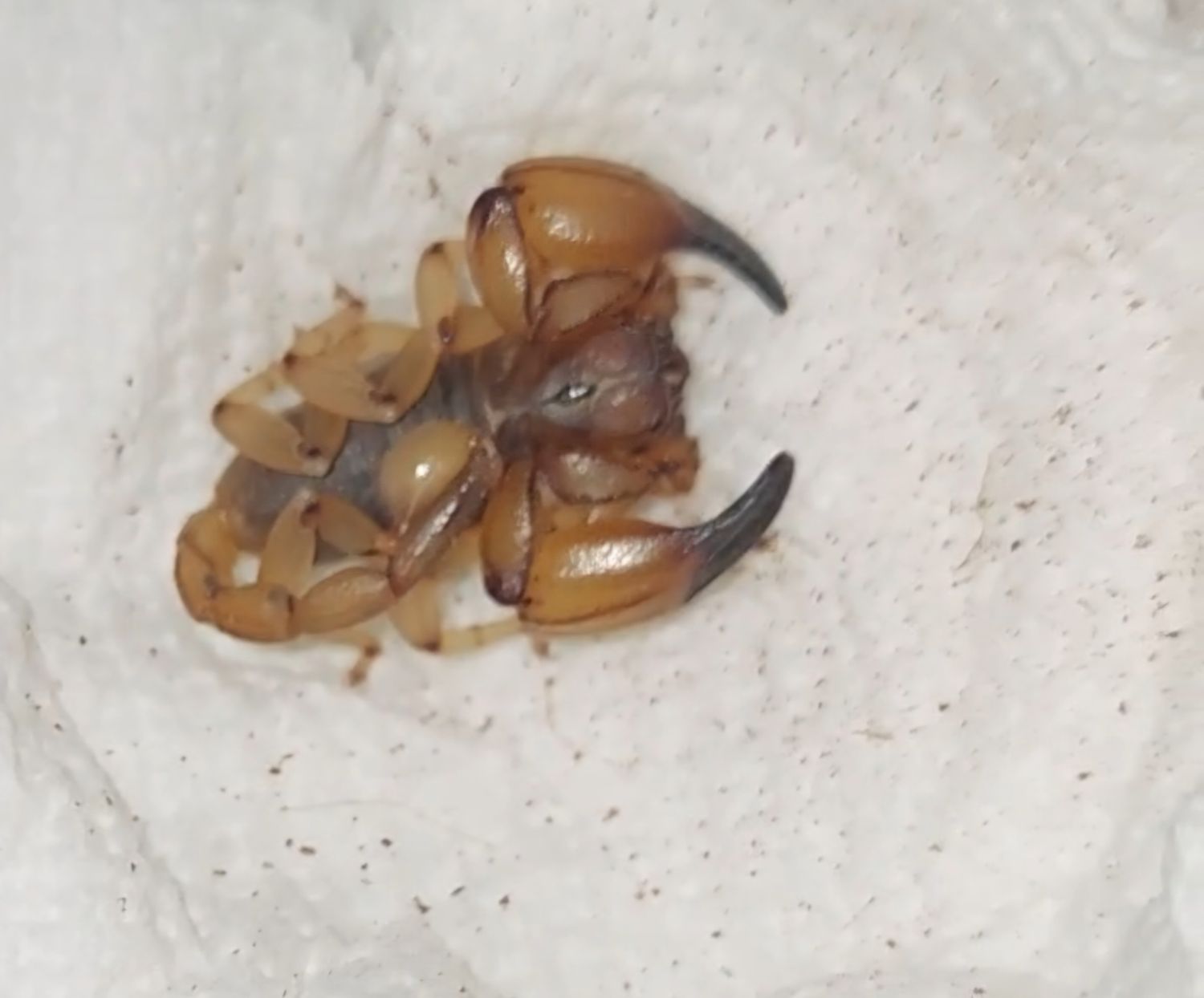 Anuroctonus Pococki