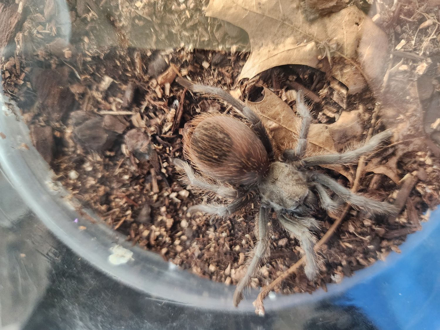 Aphonopelma Vorhesi