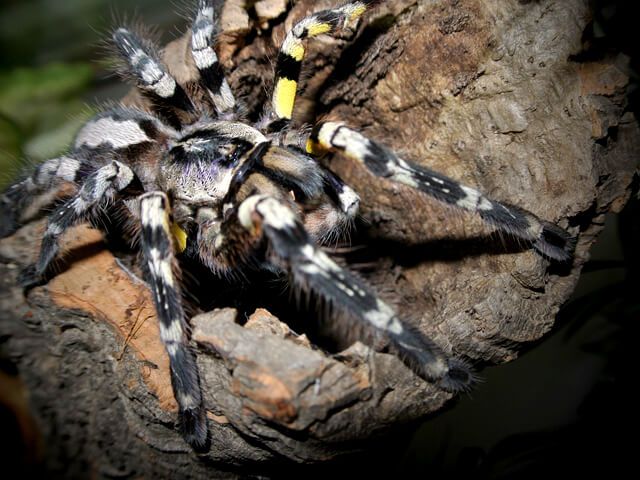 Poecilotheria Striata