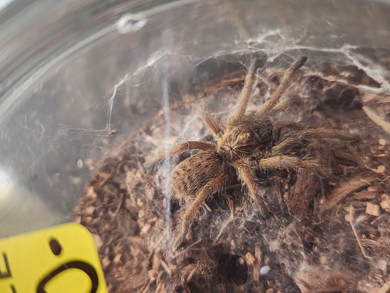 Harpactira Cafreriana
