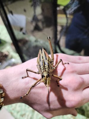 Misc. Inverts