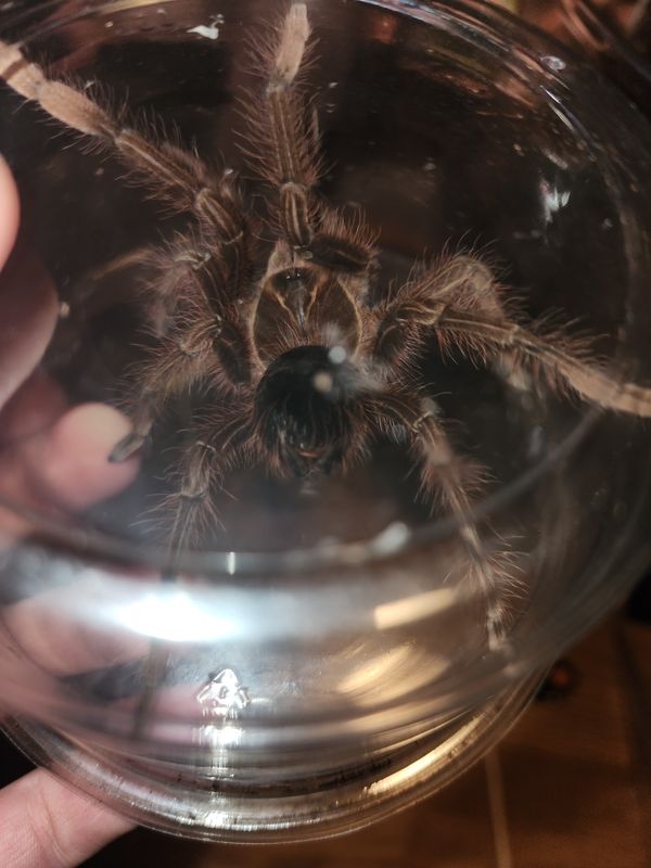 Theraphosa Aphophysis