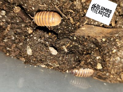 Armadillidium Vulgare &#39;Punta Cana&#39;