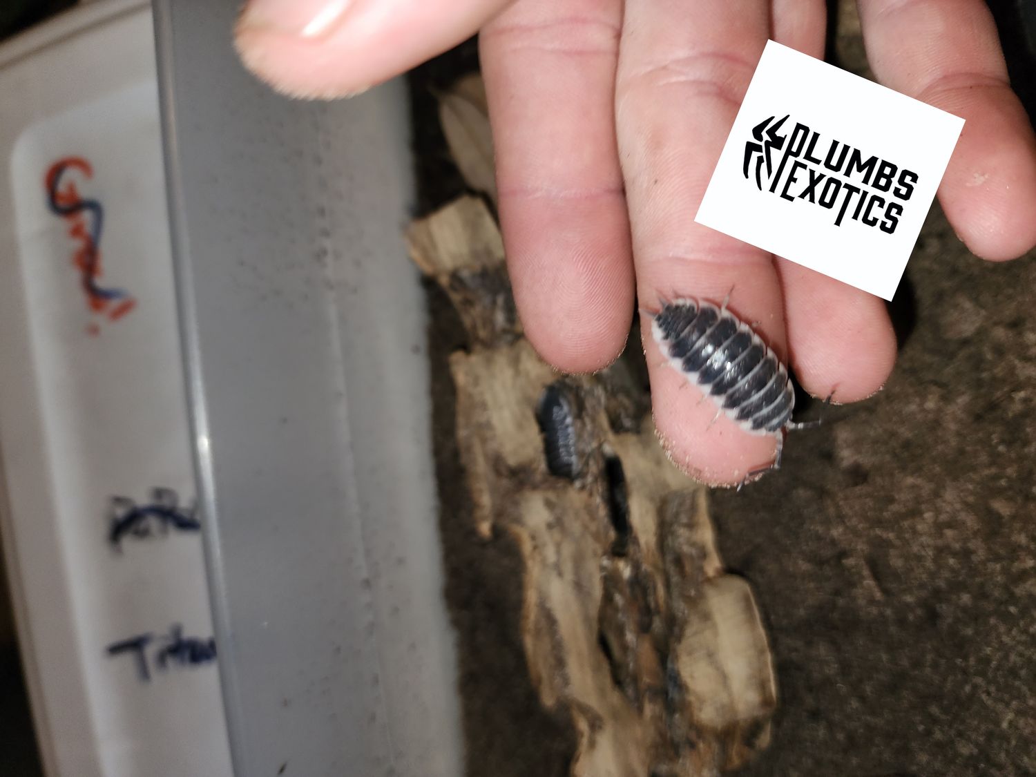 Porcellio Hoffmannseggi &#39;Normal locality&#39;