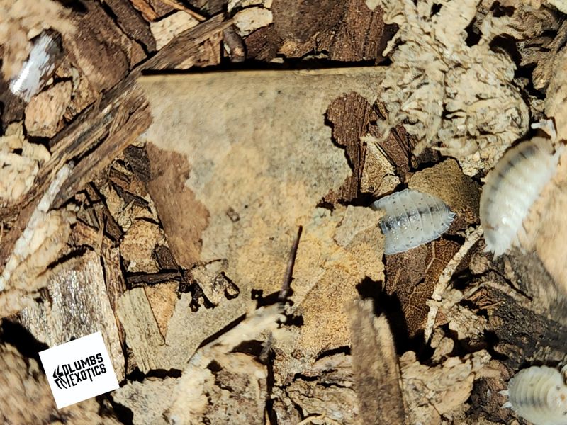 Porcellio Laevis &#39;White&#39;
