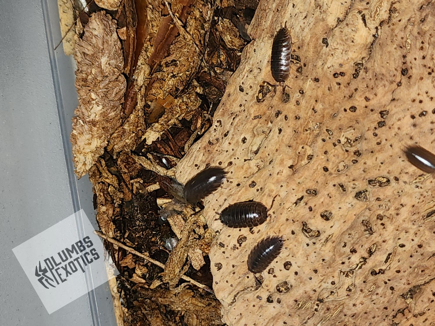 Porcellio Laevis &#39;Marbled&#39; (MIX)