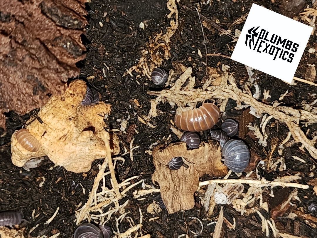 Armadillo Officinalis (Possible Red Crush Genetics!)