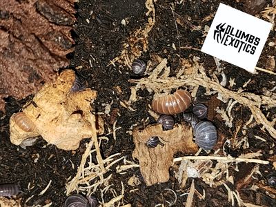 Armadillo Officinalis (Possible Red Crush Genetics!)