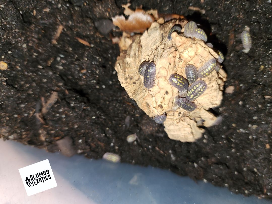 Armadillidium Granulatum