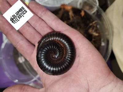 Archispirostreptus gigas