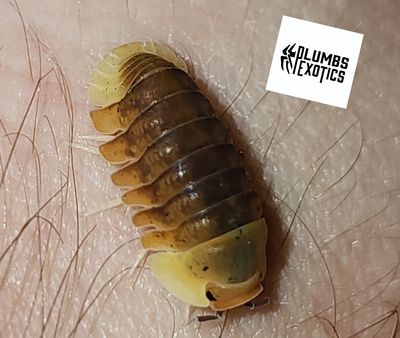Collector/Designer Isopods