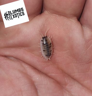 Porcellio Laevis &#39;Dairy Cow&#39;