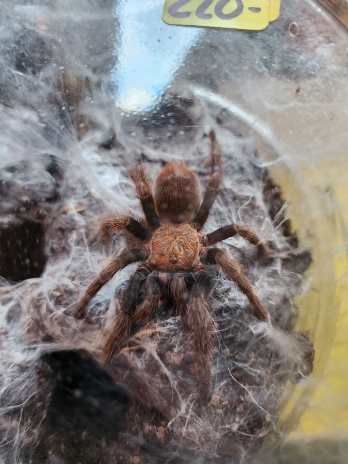 Bonnetina Minax-FEMALE
