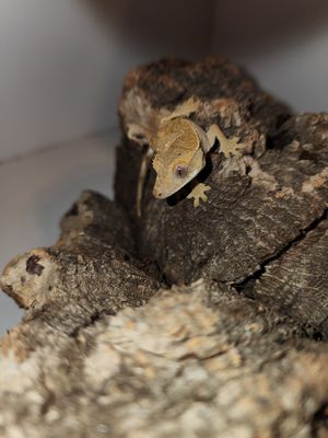 Hatchlings/Juveniles