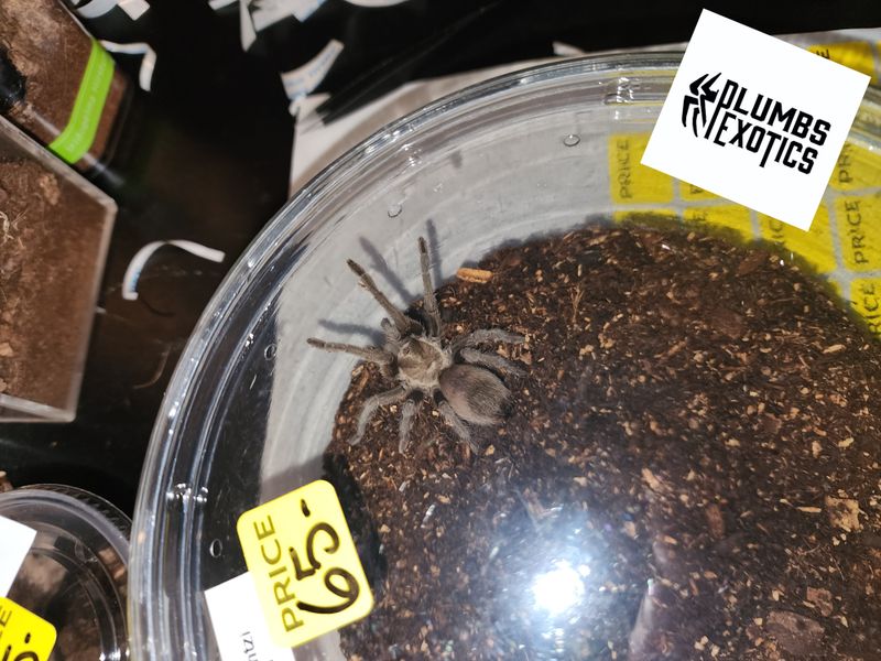 Aphonopelma Hentzi