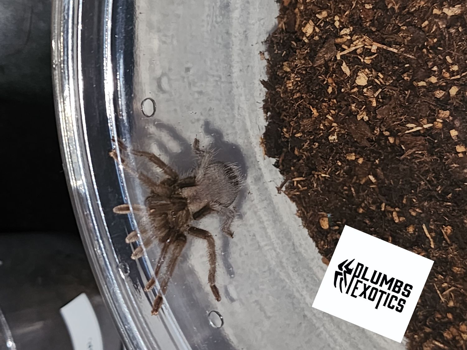 Aphonopelma Gabeli