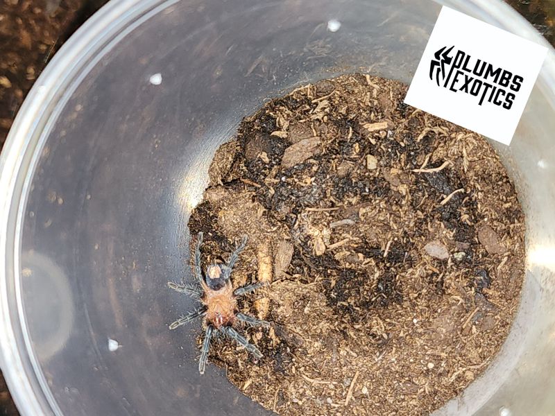 Cyriocosmus Leetzi Female