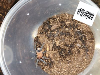 Cyriocosmus Leetzi FEMALE