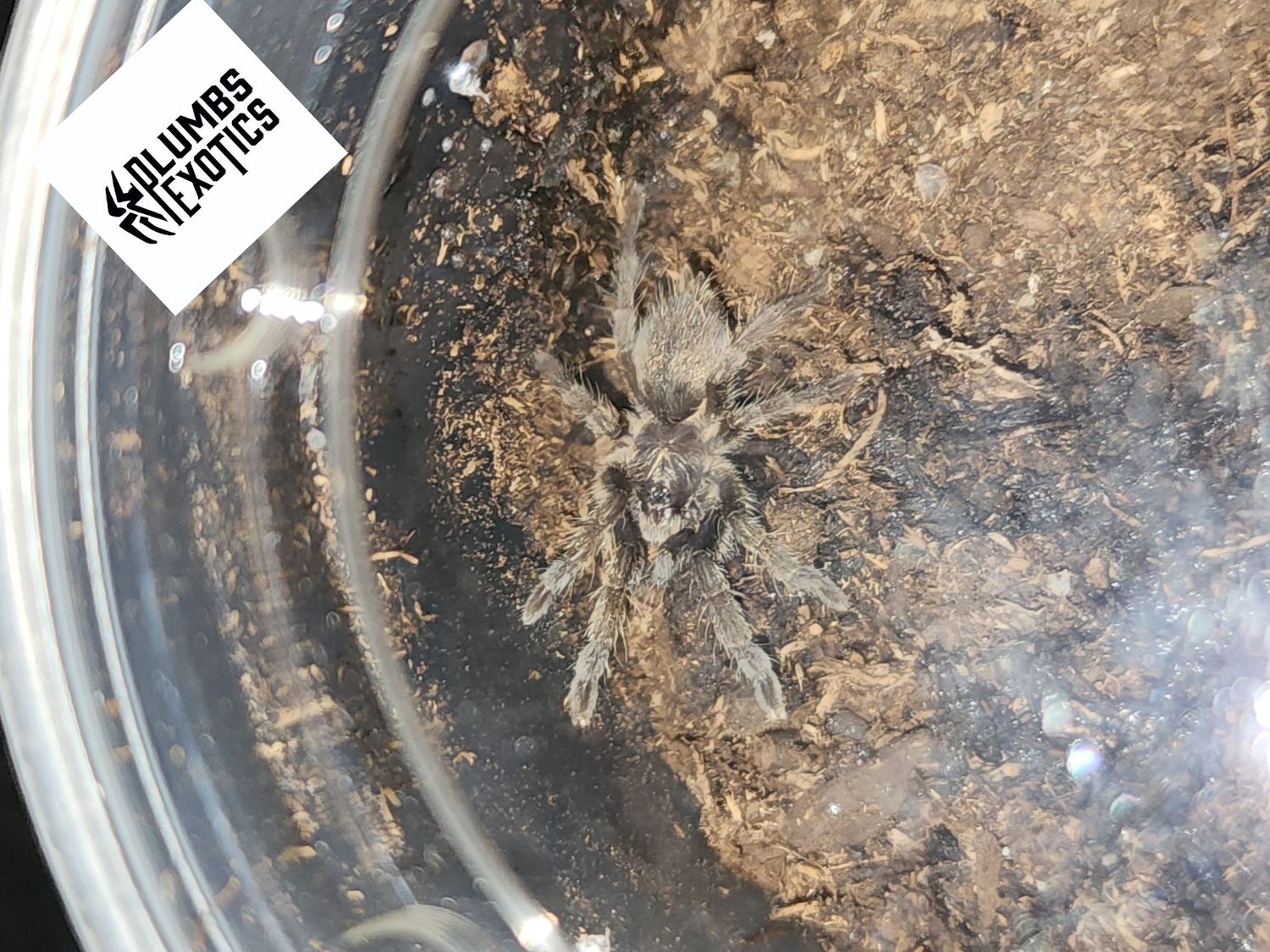 Augacephalus Ezendami