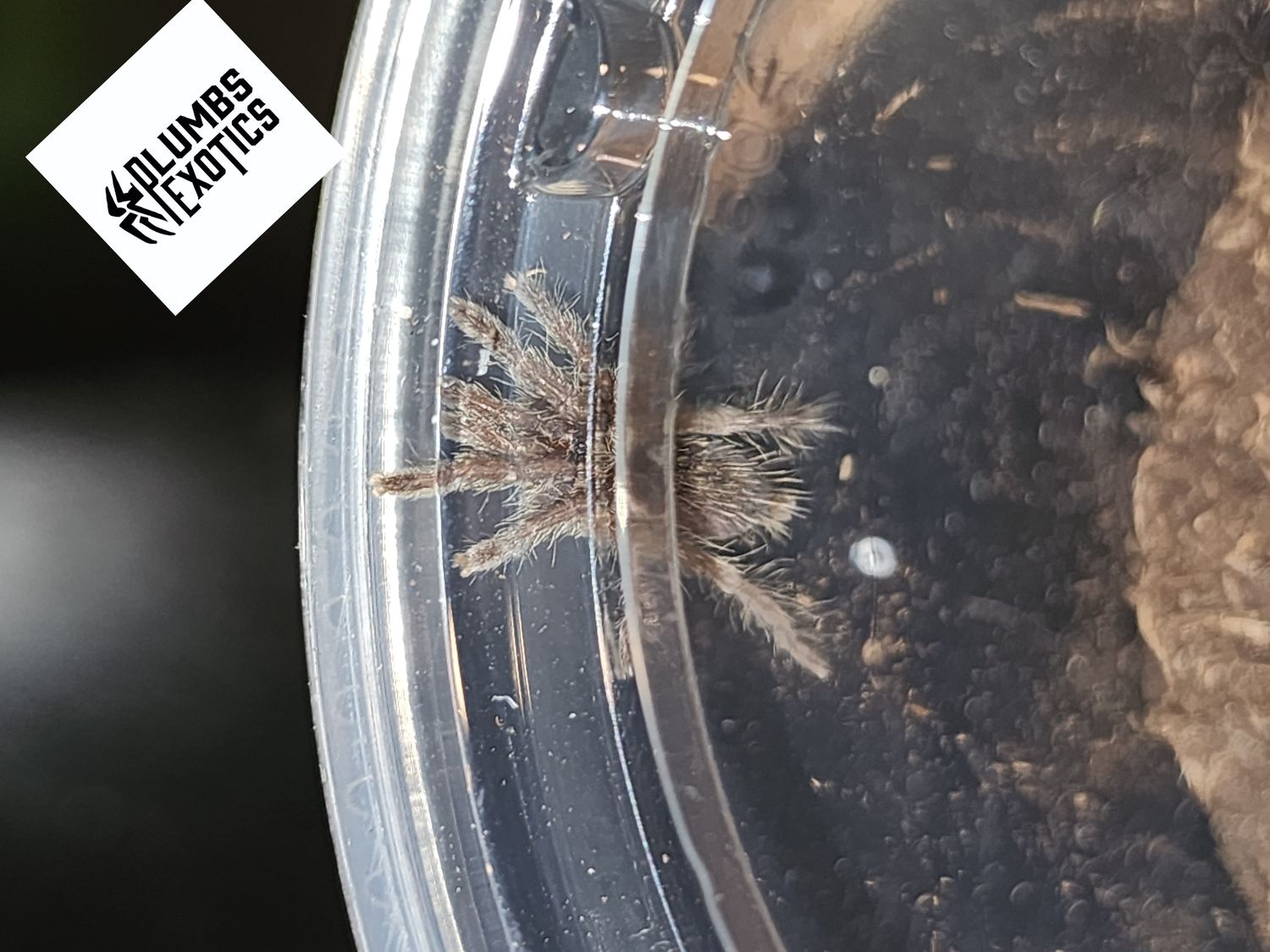 Ceratogyrus Brachycephalus