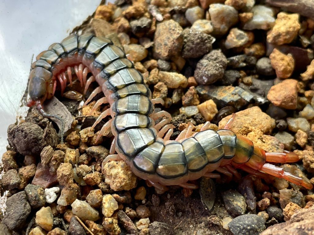 Scolopendra sp. Egypt