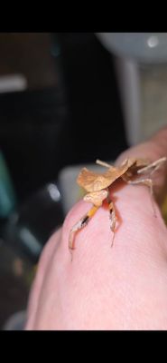 Mantids