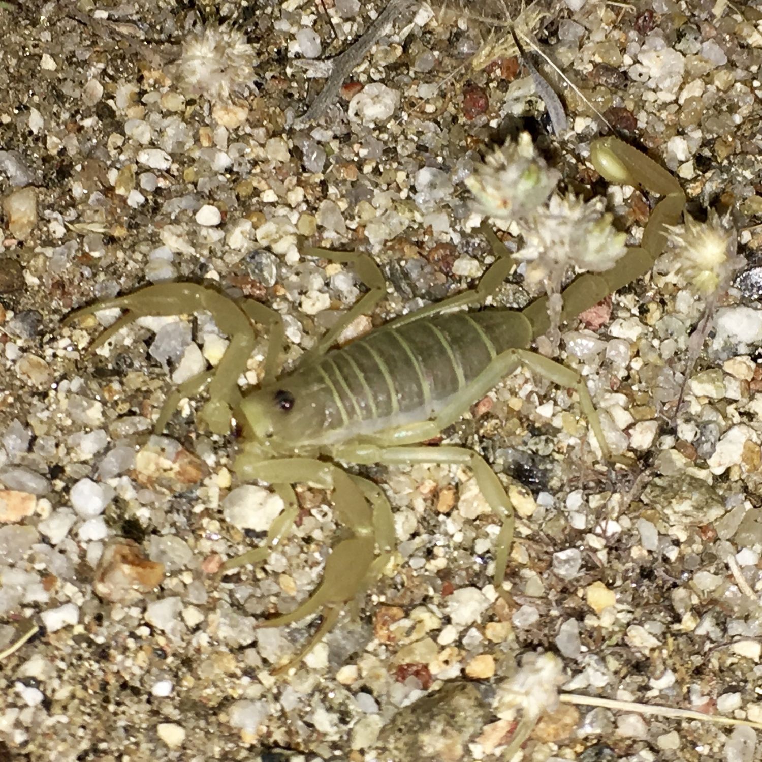 Smeringurus Mesaensis