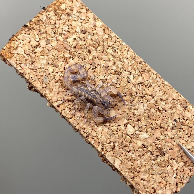 Tityus Smithii