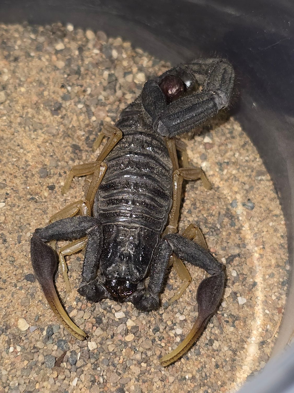 Hottentotta franzwerneri