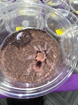 Pamphobeteus sp Mascara
