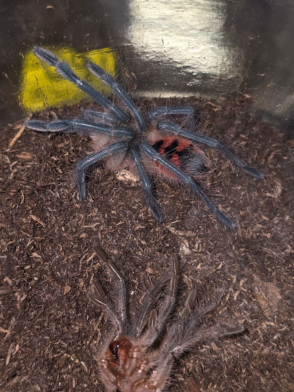 Pamphobeteus sp vespertinus
