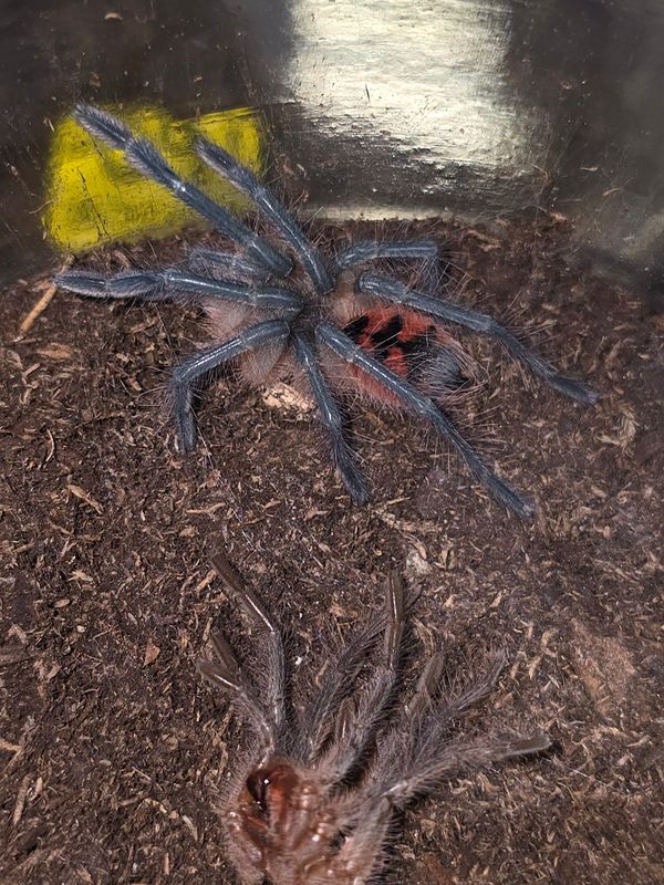 Pamphobeteus sp vespertinus