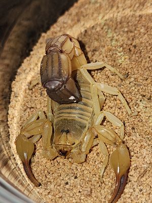 Medically Significant Scorpions