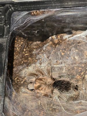 RARE Tarantulas