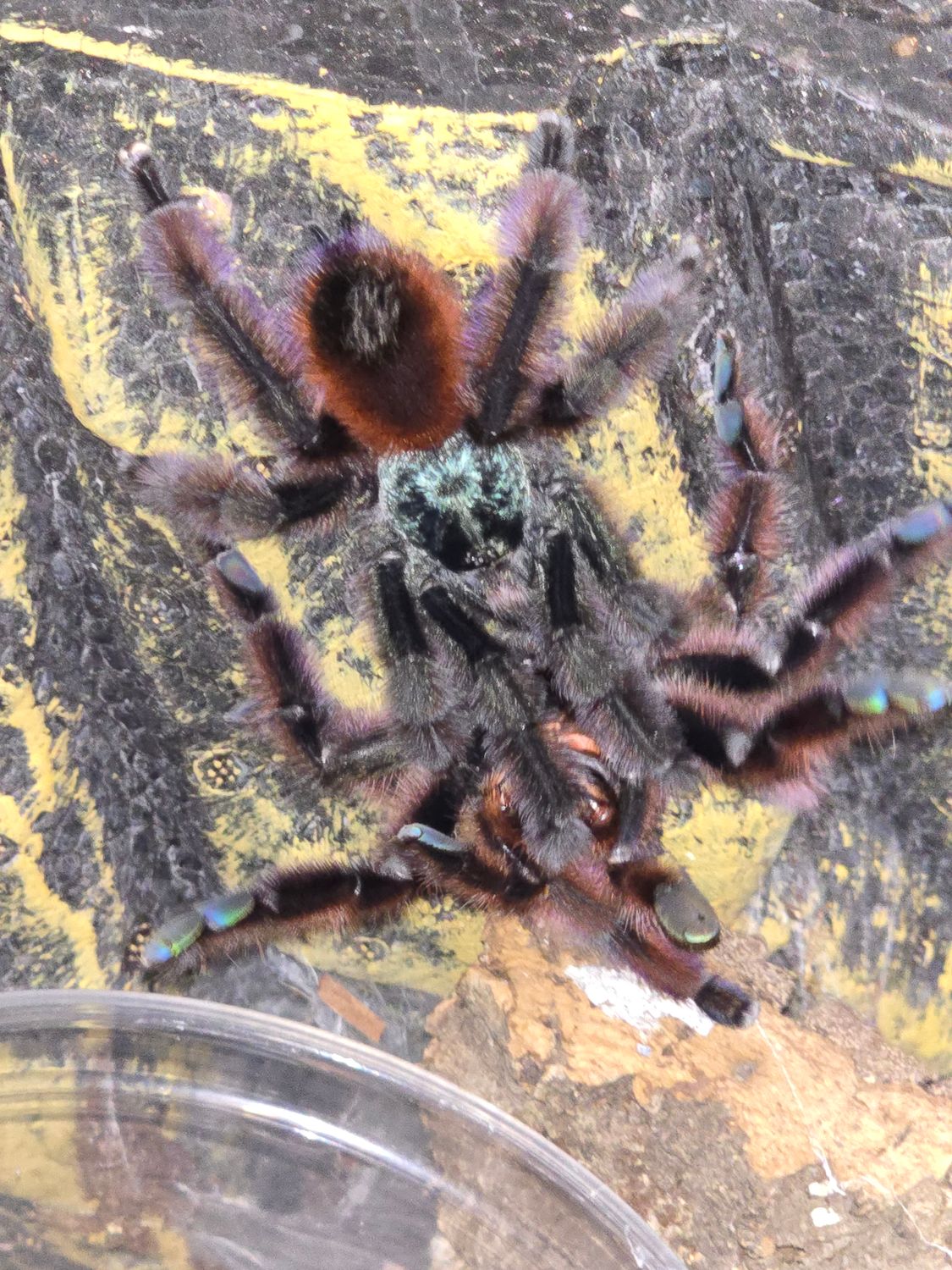 Caribena Versicolor