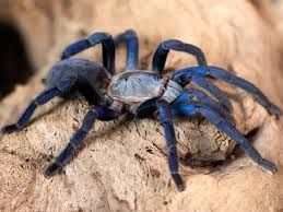 Cyriopagopus Lividus
