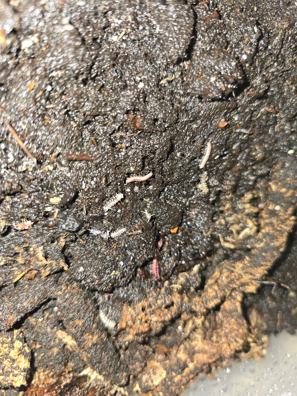 Desmoxytes Planata