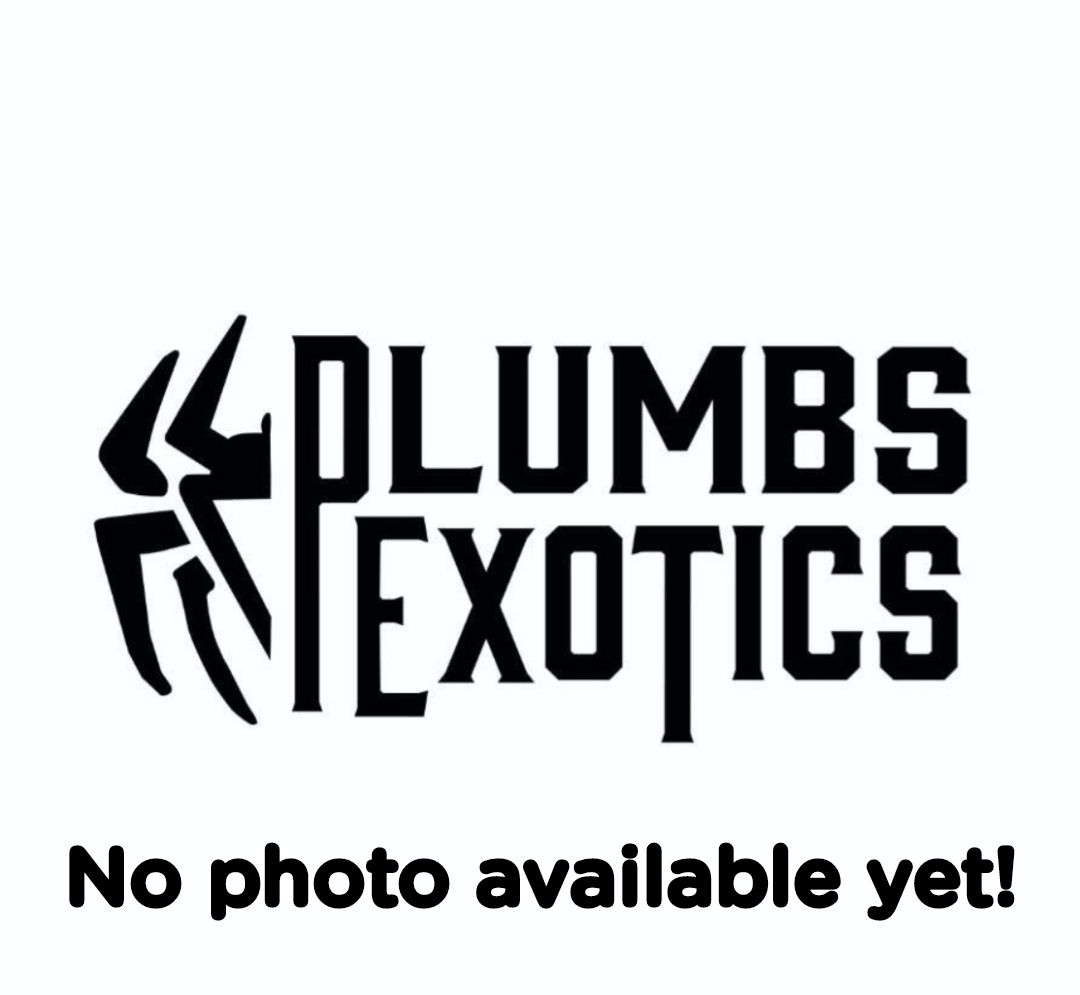Ephebopus Murinus