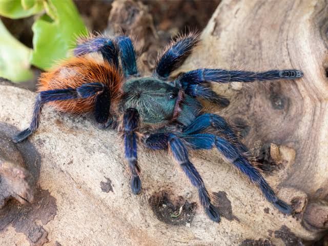Chromatopelma cyaneopubescens