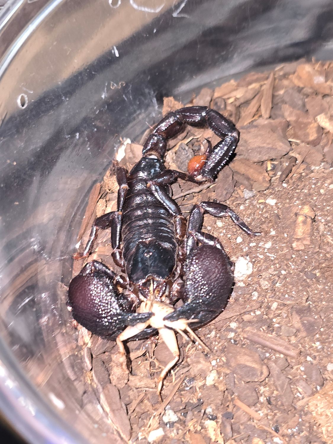 Padinus Imperator