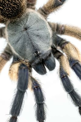 Tarantulas