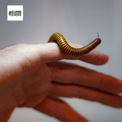 Millipedes