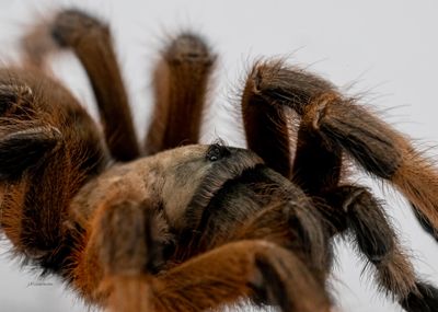 Your First Spood (best beginner species)