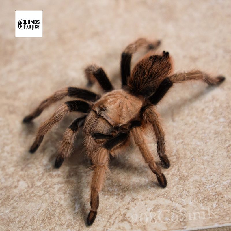 Aphonopelma Chalcodes